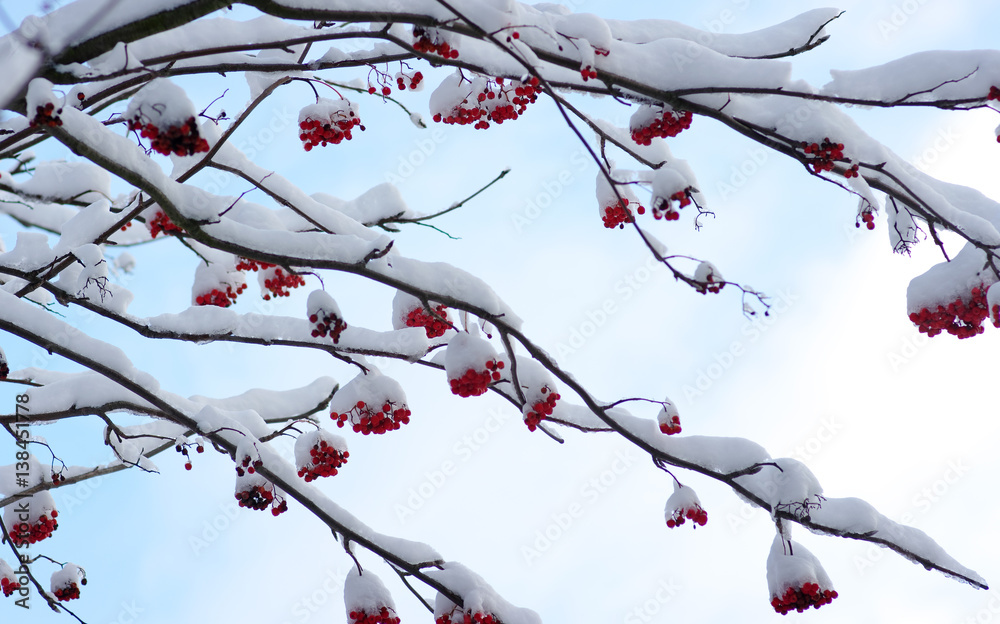  rowan covered with the snow