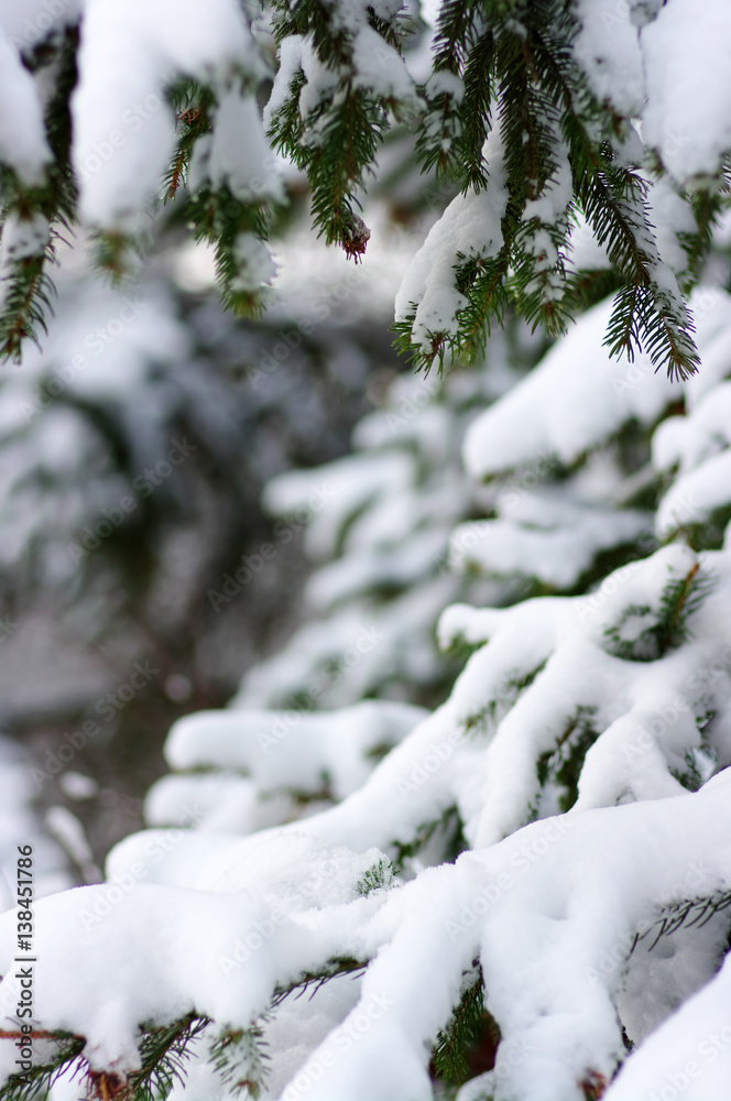 云杉树枝被雪覆盖