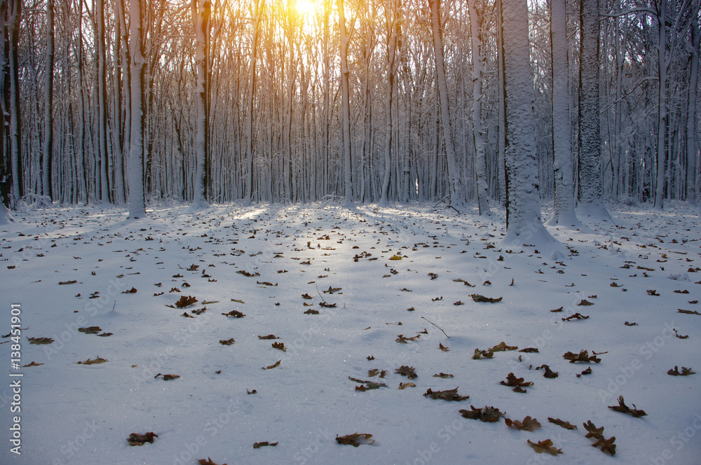 Sunset in winter forest