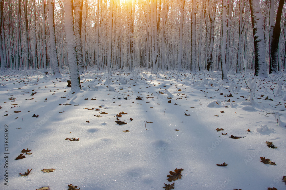 Sunset in winter forest