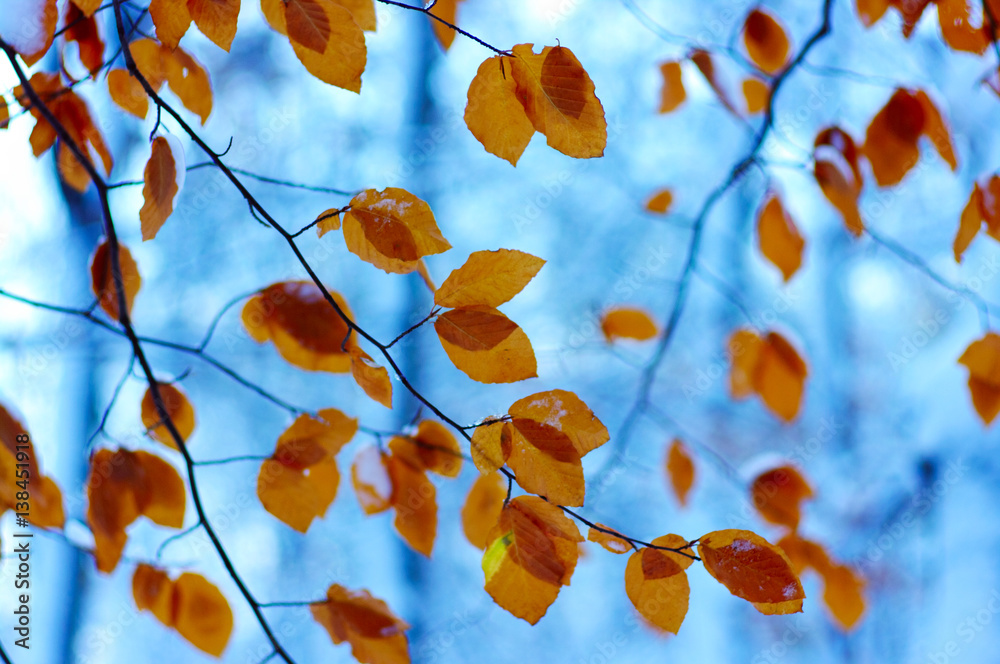 Yellow leaves in snow.