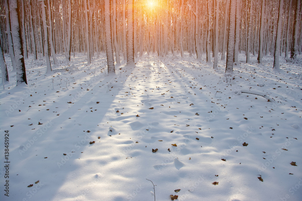 Sunset in the wood