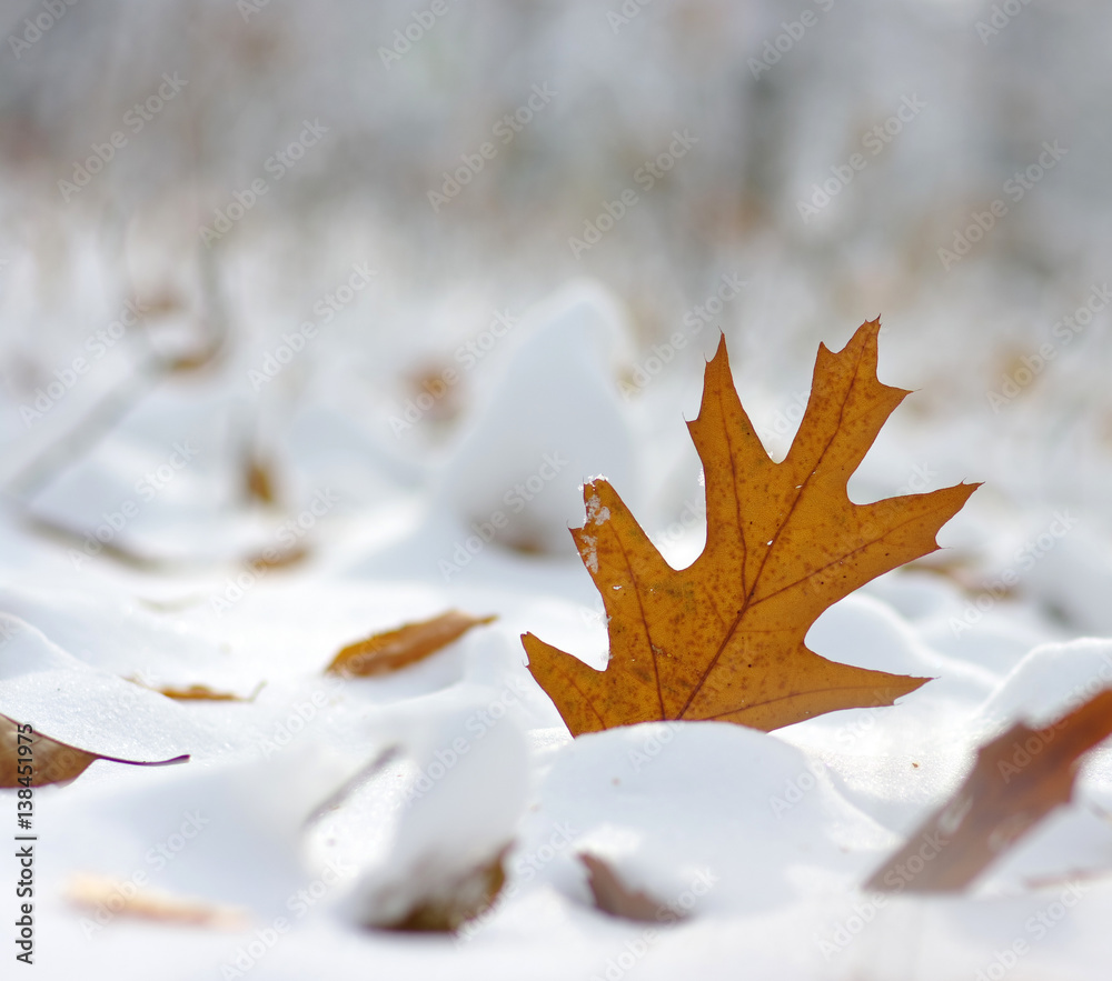 Yellow leaves in snow.