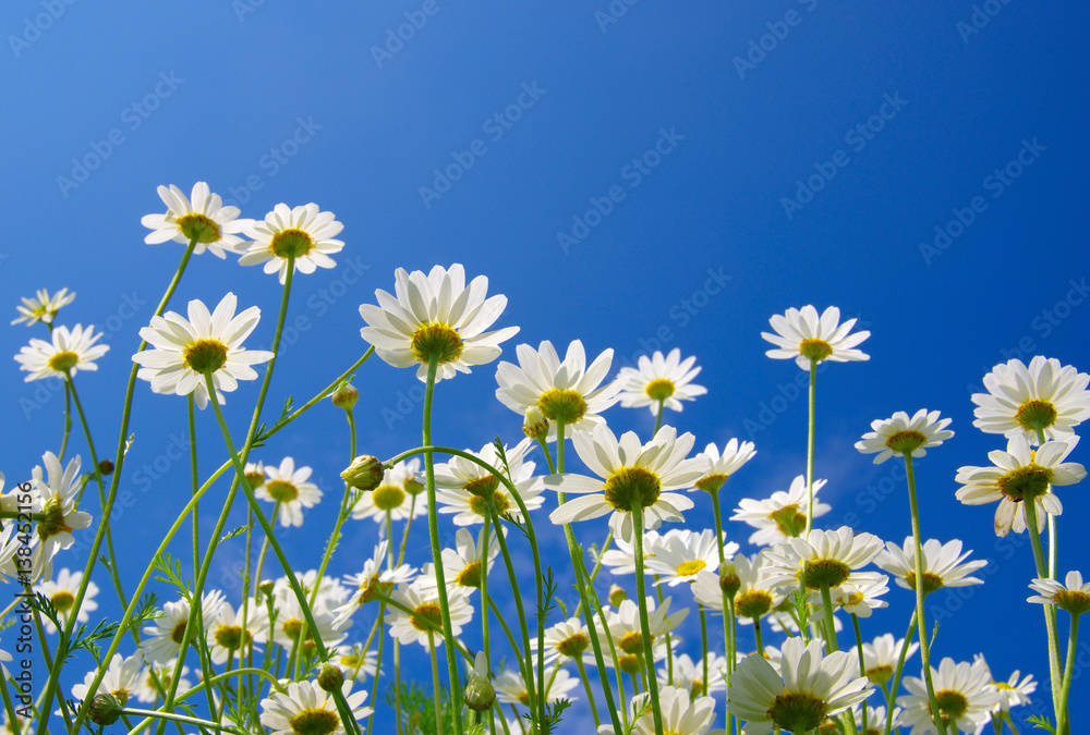 White camomiles on blue sky