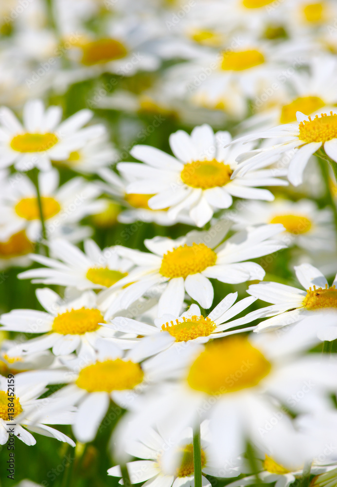  camomiles on green field