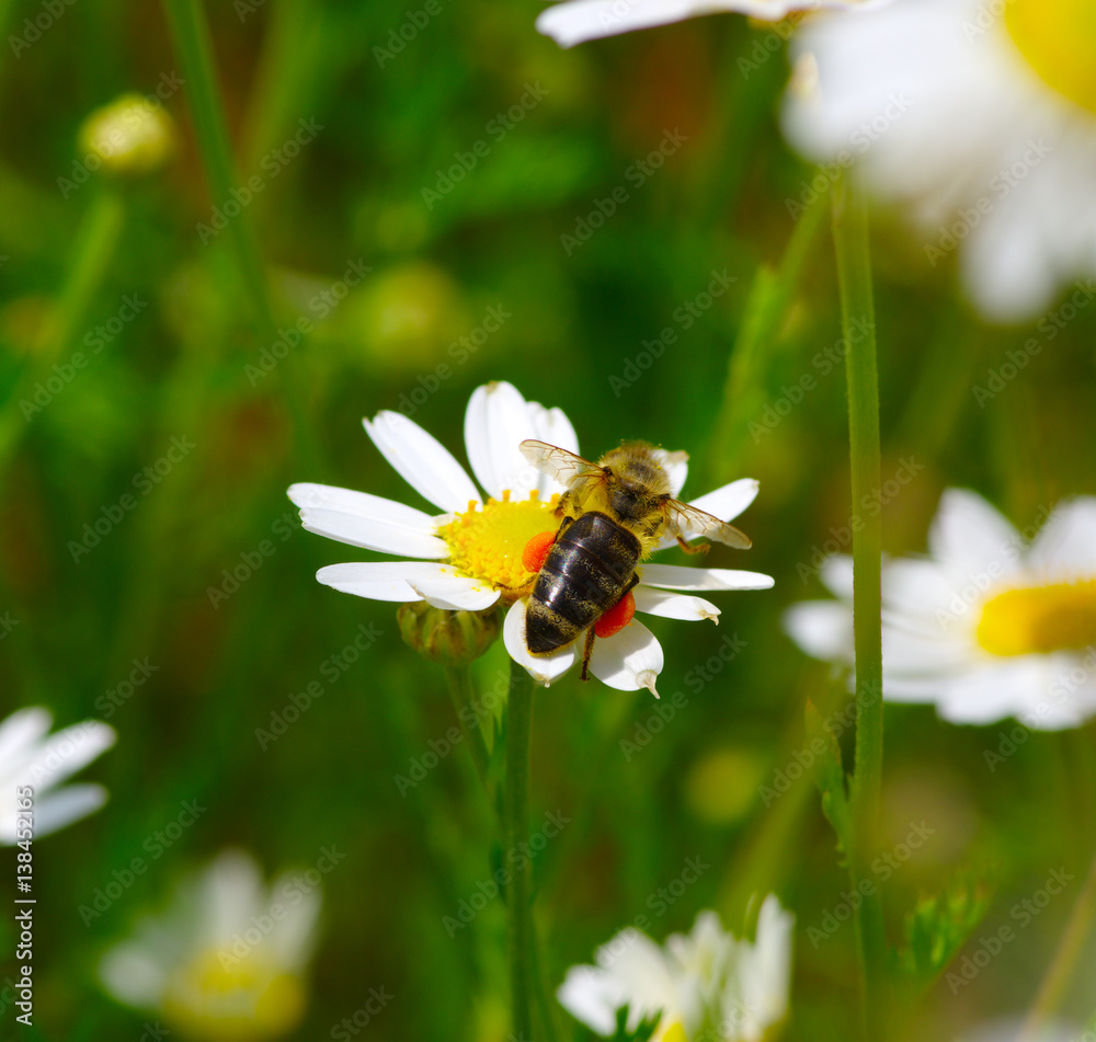 Bee on the flower