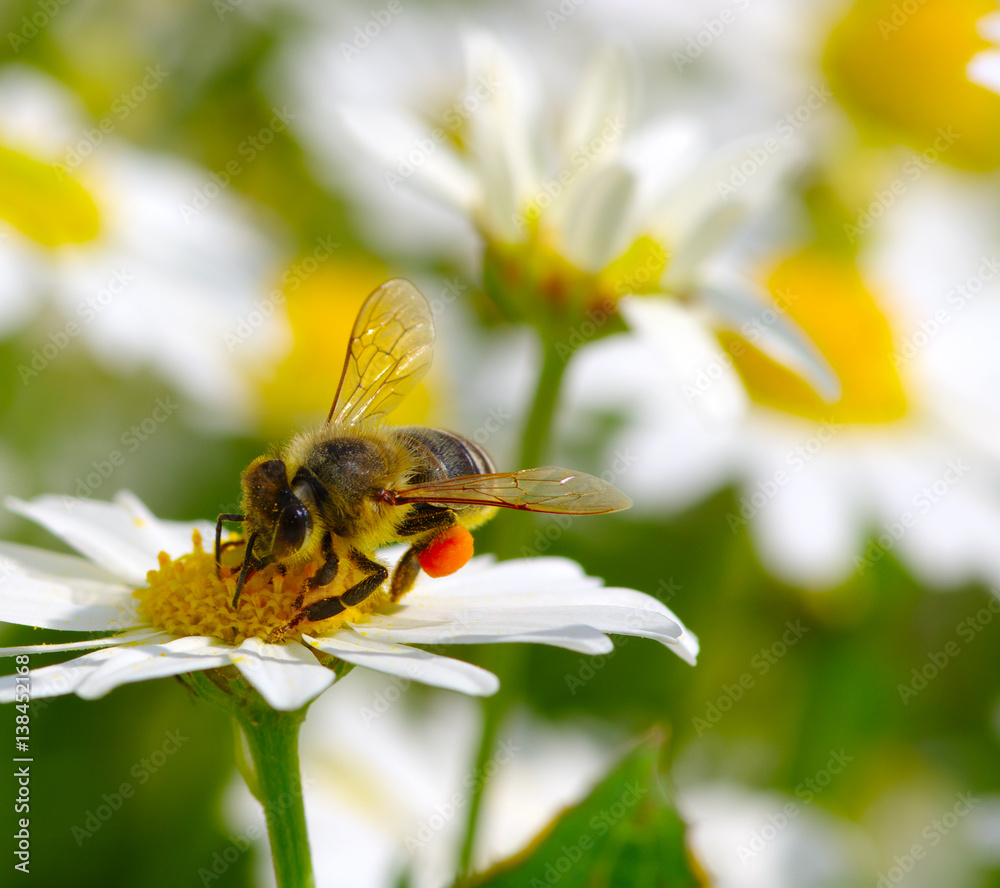 Bee on the flower