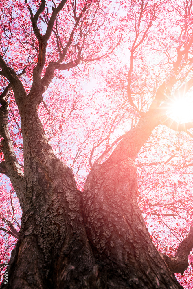 Tree with pink flowers in spring