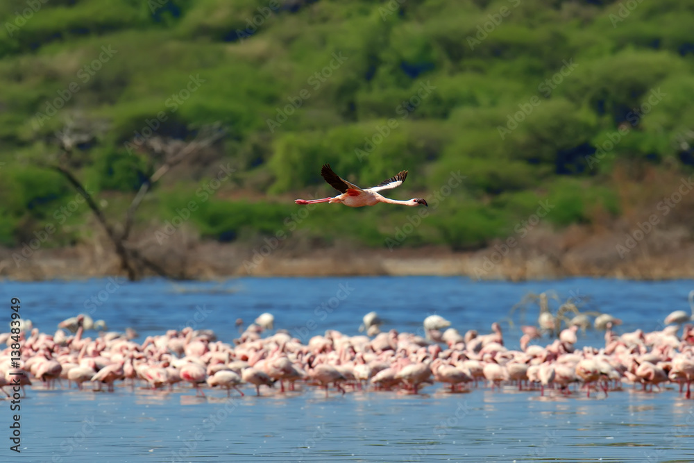 Flock of flamingos