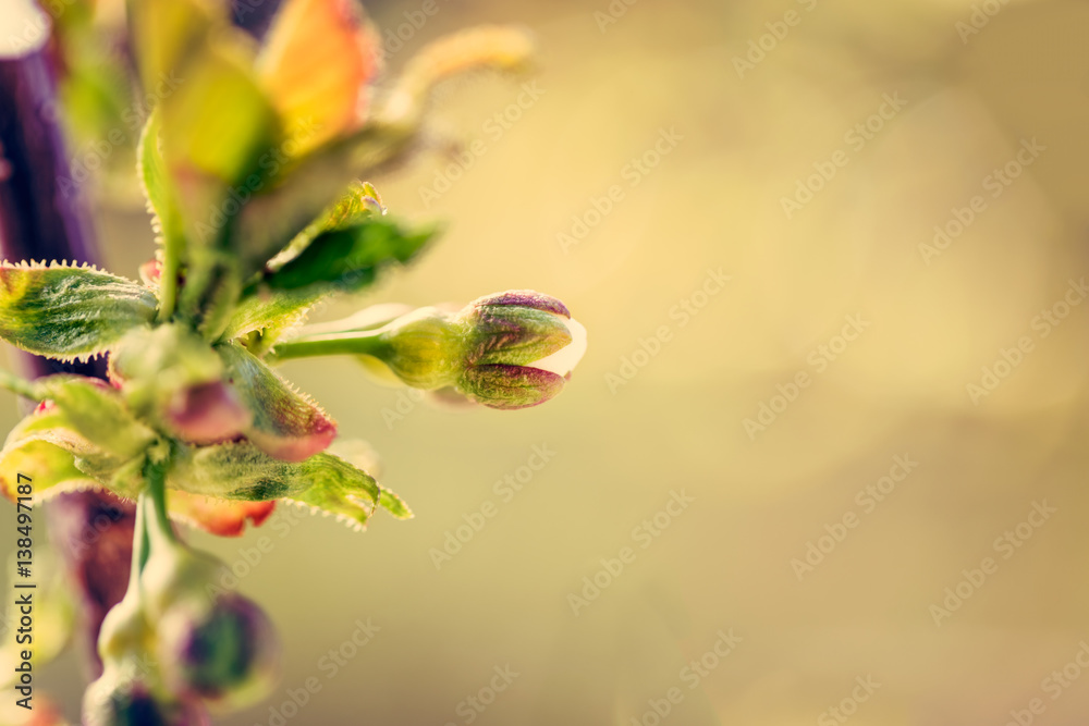 Spring tree with flower buds in sunlight, macro background 