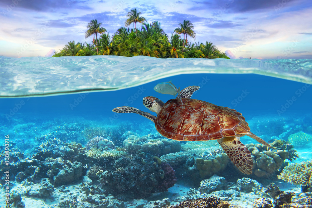 Green turtle underwater at the tropical island