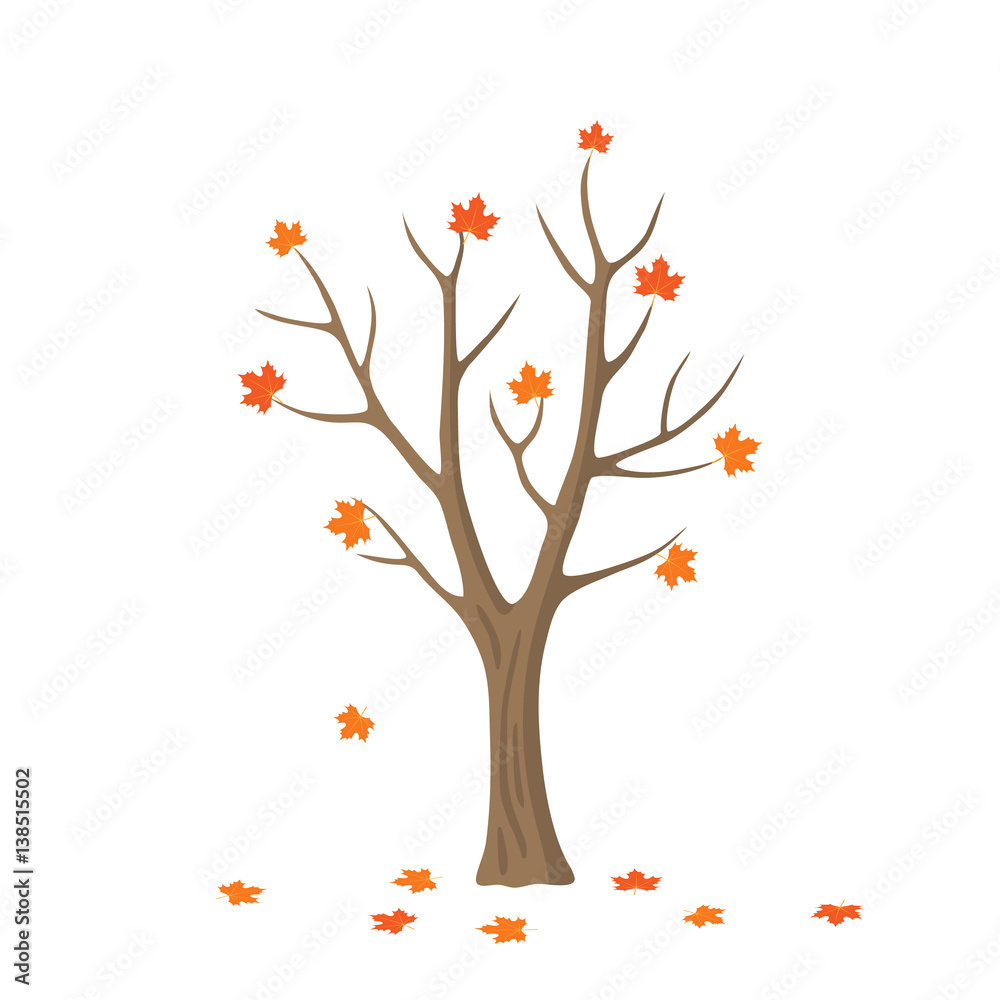 Vector flat maple tree isolated. single maple with orange and red leaves on white background. Autumn