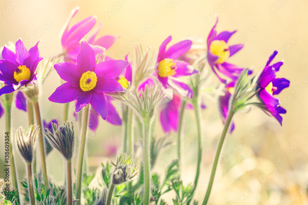 Spring purple flowers background 