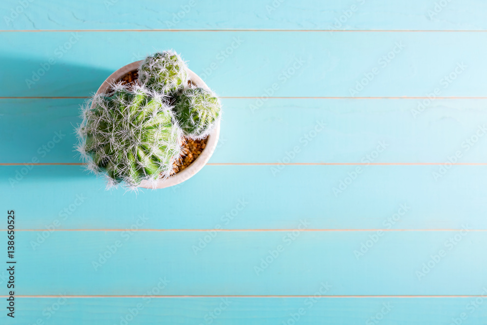 Cactus house plant on wooden table