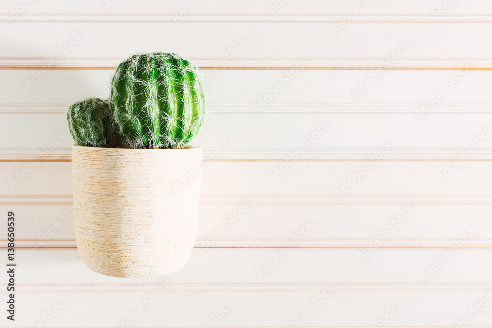 Cactus house plant on wooden table