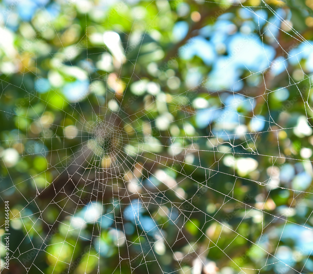 木头上的蜘蛛网背景