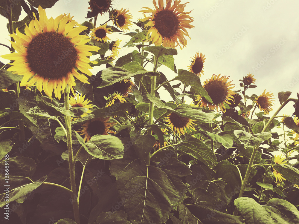 Sunflower Field Countryside Agriculture Concept