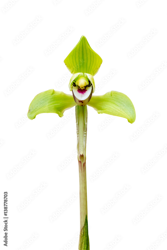 orchid isolated on white