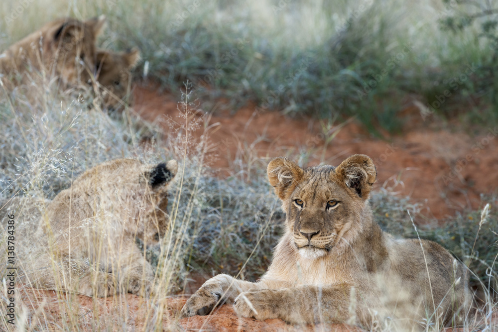 Lion (Panthera leo) cubs. Northern Cape. South Africa.