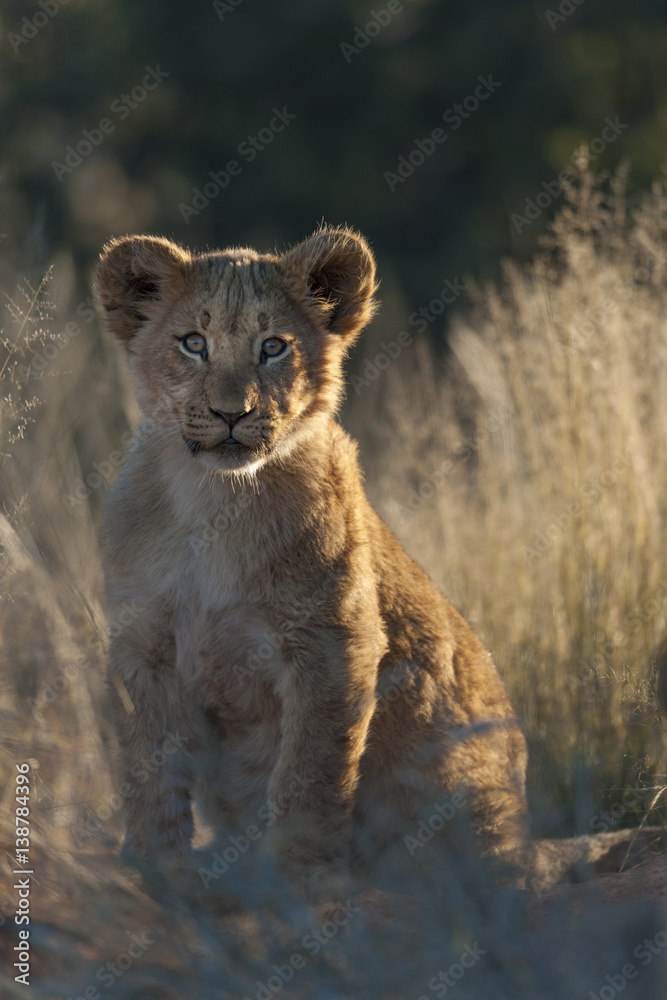 狮子（Panthera leo）幼崽。北开普省。南非。