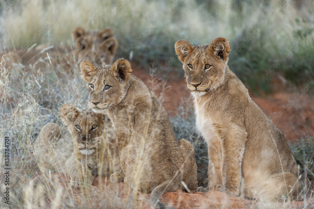 Lion (Panthera leo) cubs. Northern Cape. South Africa.