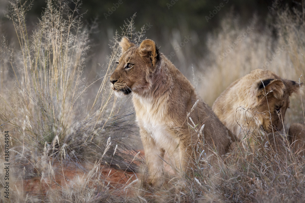 Lion (Panthera leo) cubs. Northern Cape. South Africa.