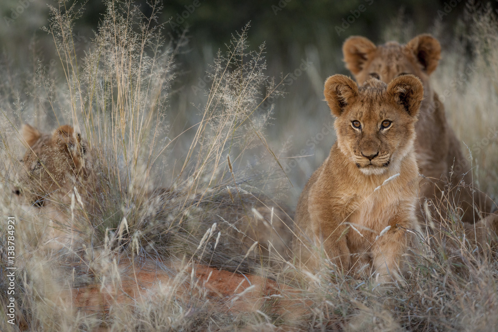 狮子（Panthera leo）幼崽。南非北开普省。