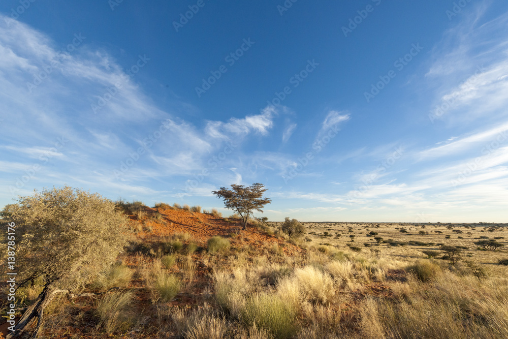 Kalahari view and camel thorn or giraffe thorn tree (Vachellia erioloba prev.  Acacia erioloba). Red