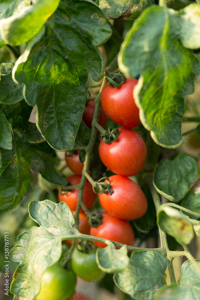 ripe tomatoes in green house