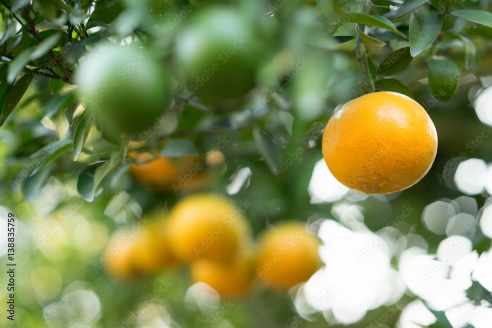 fresh orange on tree