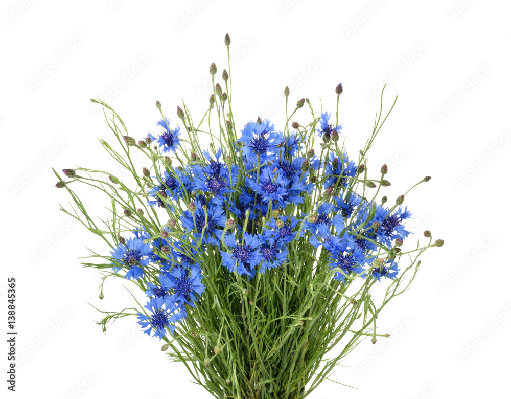 Cornflowers isolated on white without shadow