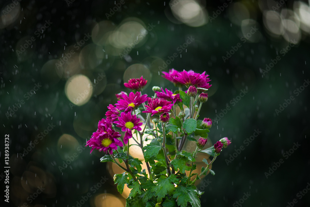 daisy flowers under the rain