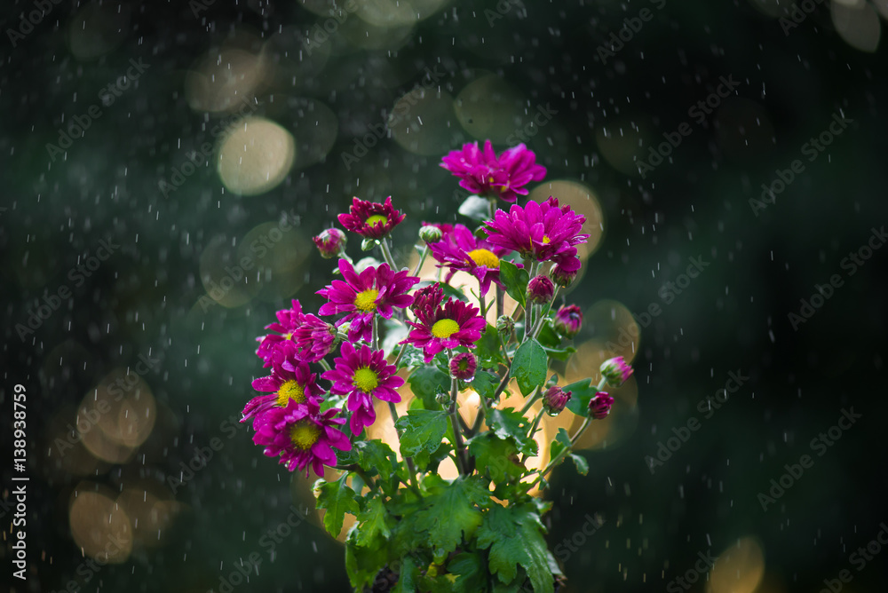 daisy flowers under the rain