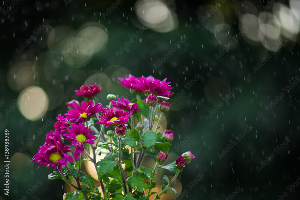 daisy flowers under the rain