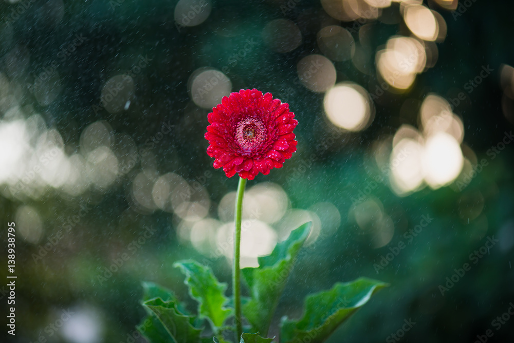 Red gerbera in the rain