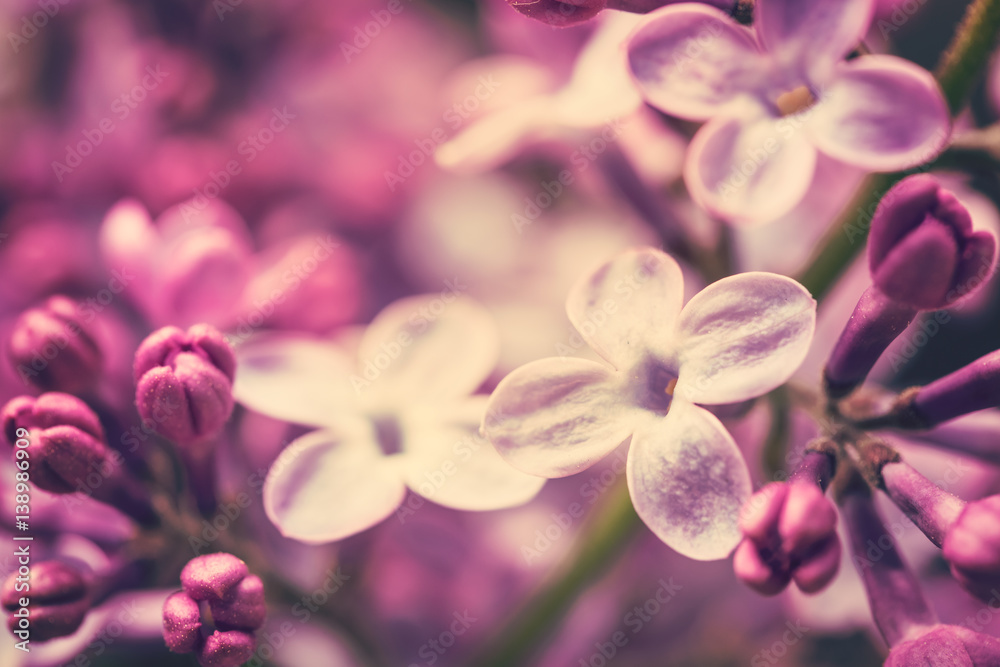 Lilac flowers background