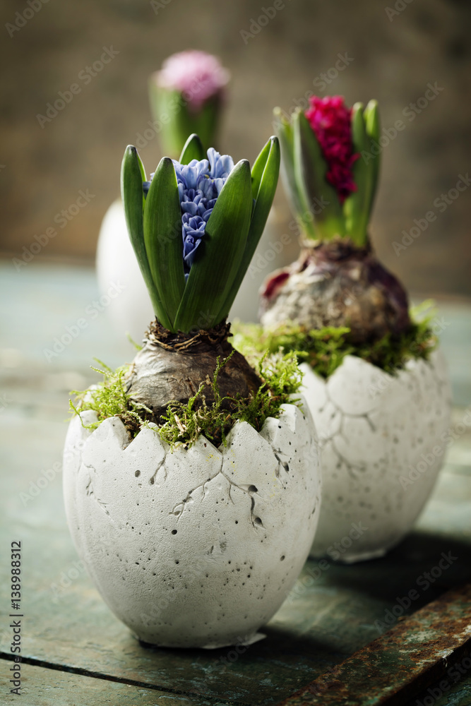 Pink, red and blue hyacinth flowers