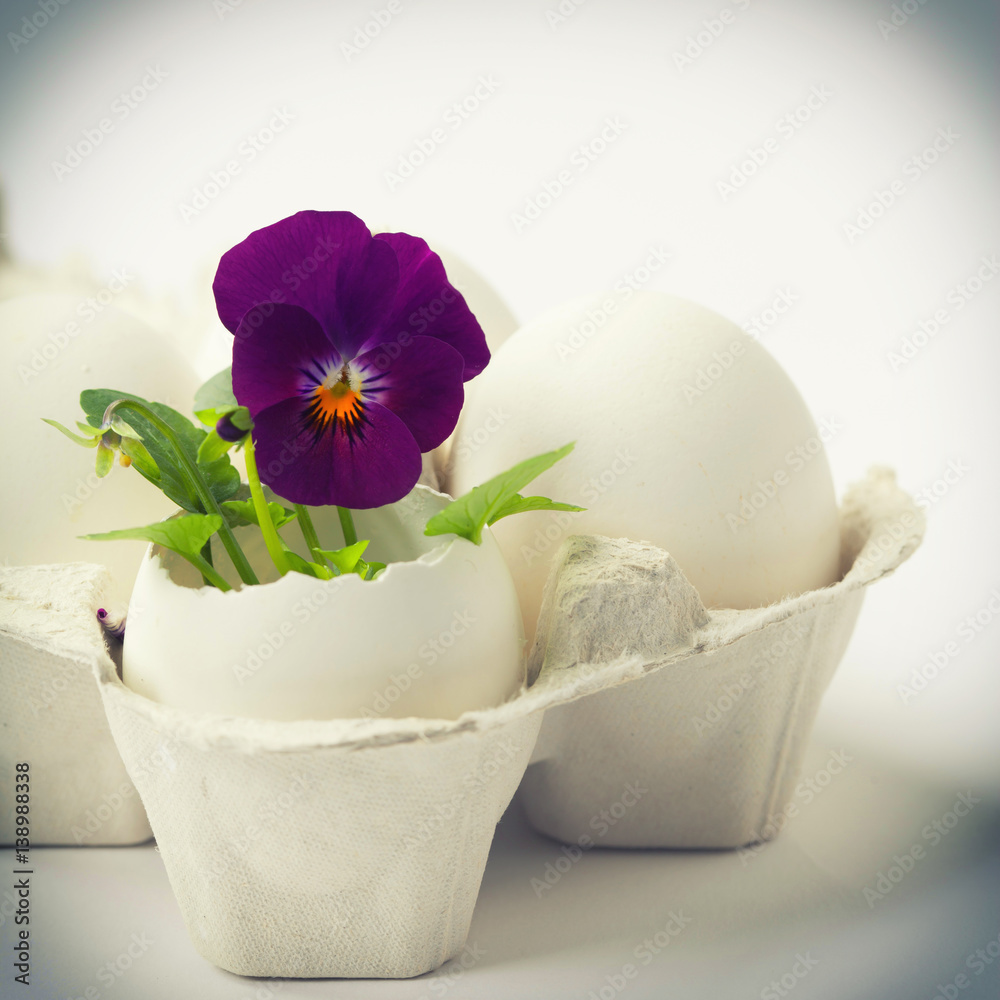 Cute flowers in egg shells for Easter