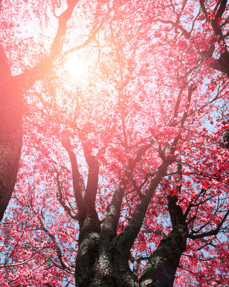 Pink tree flowers in sunlight springtime