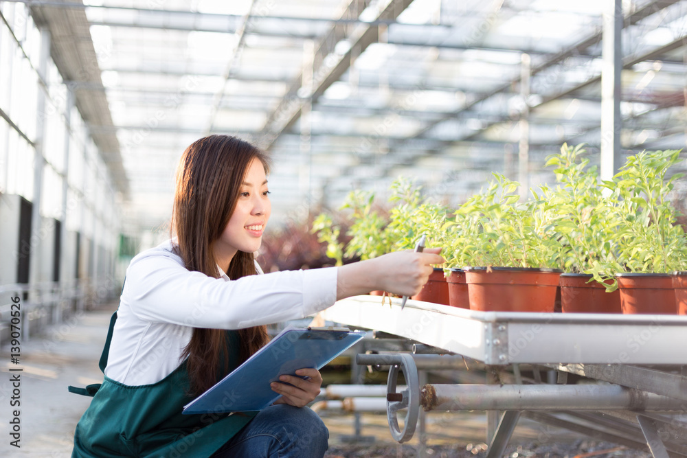 young asian woman works in green house