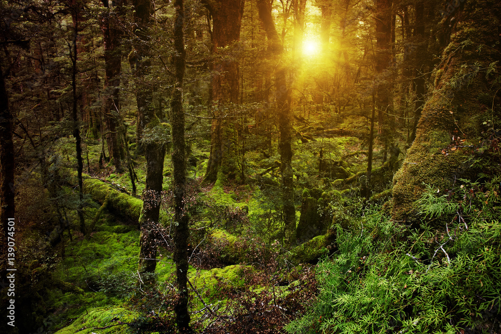 Dark forest at sunset