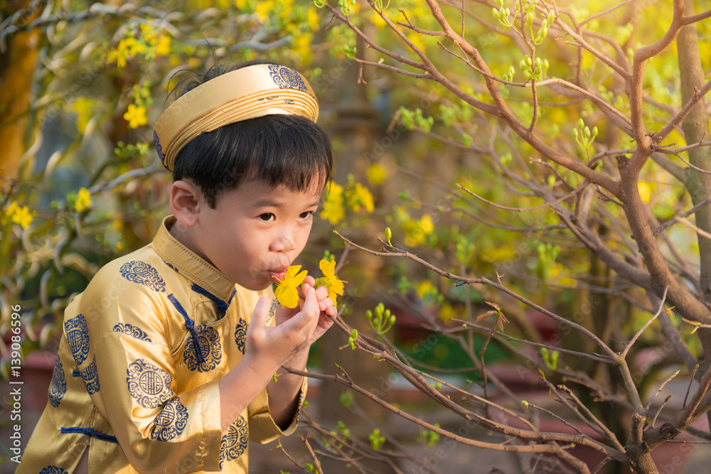 Happy kid having fun with traditional dress (ao dai) in Ochna Integerrima (Hoa Mai) garden. Hoa Mai 