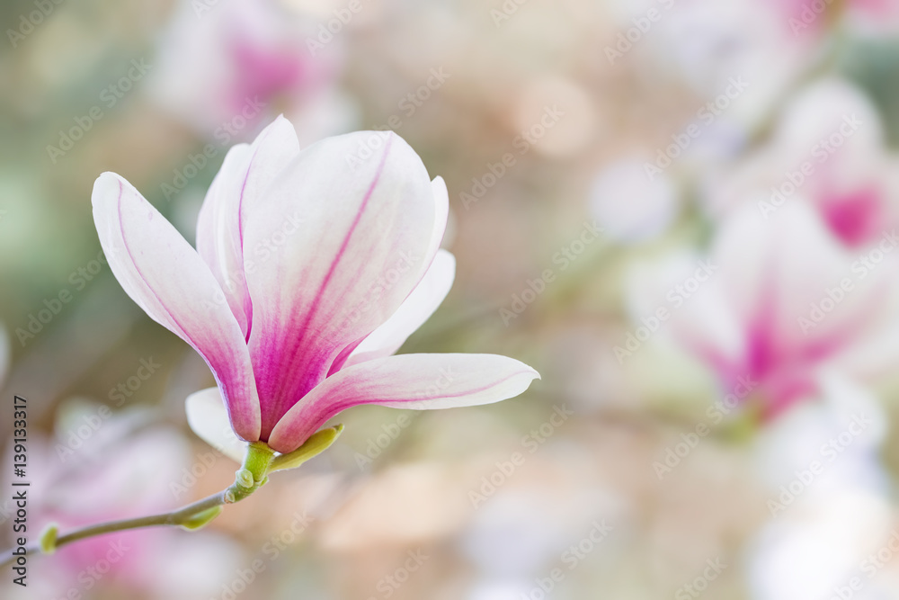 Magnolia flowers spring blossom