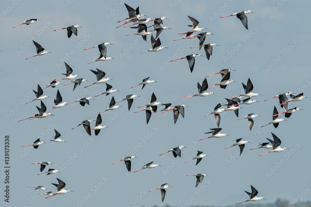 Flock of birds flying, Black-winged Stilt.