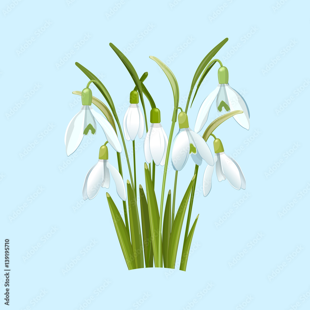 Snowdrops flowers on a blue background