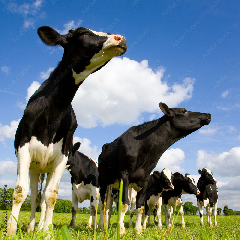 Holstein cows sniffing