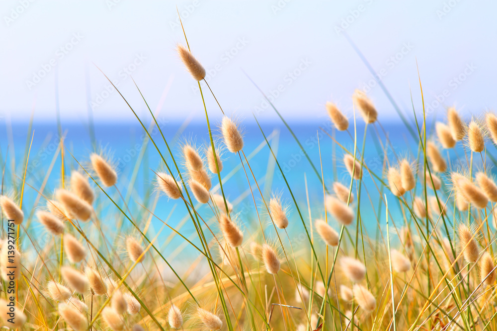 Bunny Tails Grass