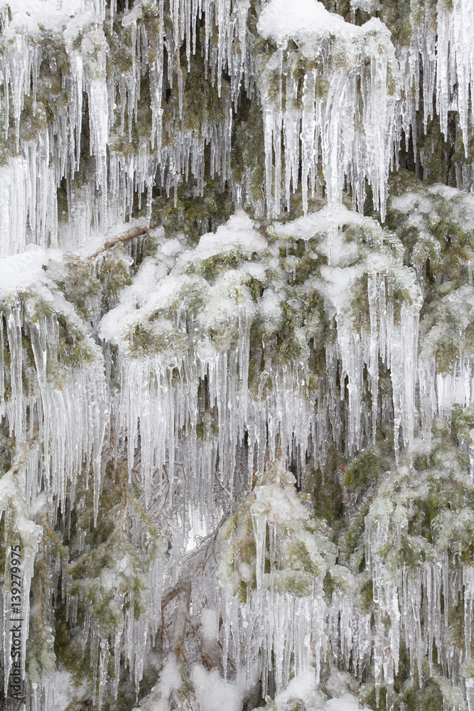 Ice on tree at forest in winter season