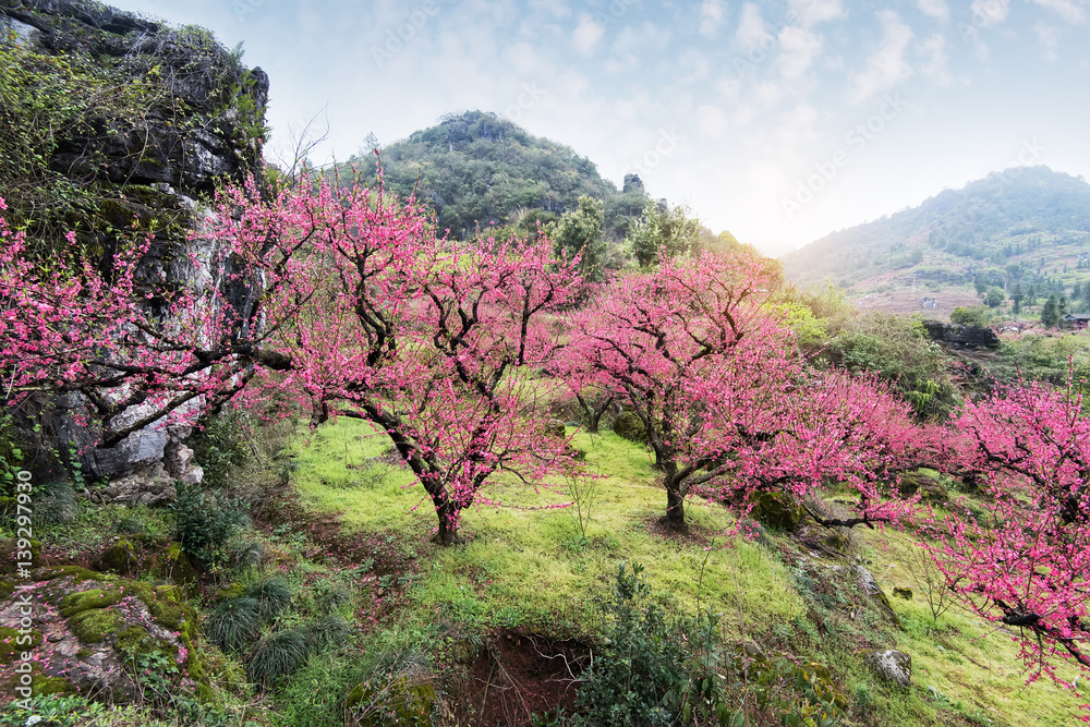 Peach Blossom in moutainous area in heyuan district, guangdong province, China.