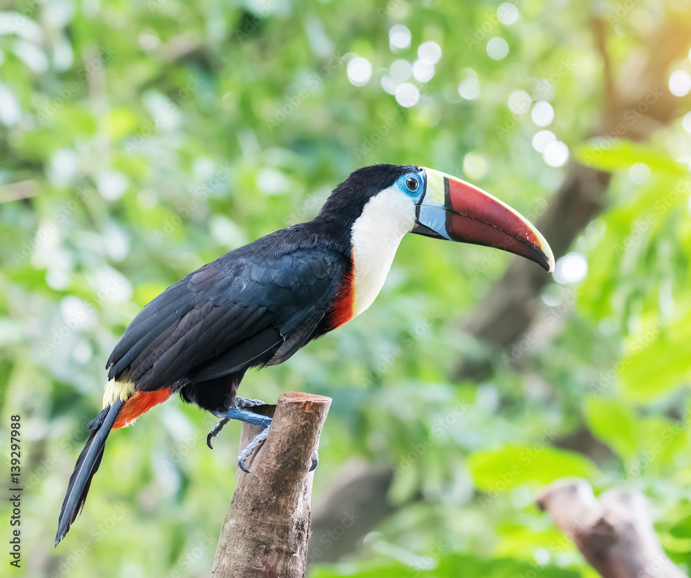 Great hornbill in rainforest